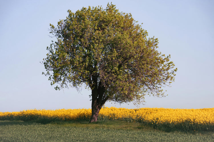 MEGA FRIDAY DEAL  -  CHRISTMAS DEALS 